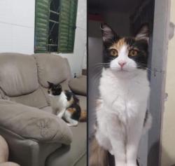 Lost Female Cat last seen Avenida Serafim Machado, bairro Mário Quintana , Mário Quintana, RS 91250-105