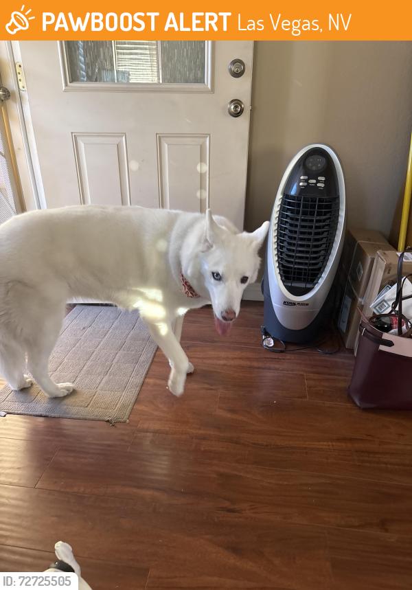 Found/Stray Female Dog last seen Alexander and cambell, Las Vegas, NV 89101