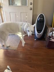 Found/Stray Female Dog last seen Alexander and cambell, Las Vegas, NV 89101