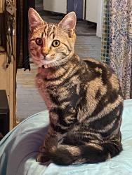 Lost Male Cat last seen Ran into the woods begin Sullivan Circle off Pace Rd, Pocahontas, AR 72455