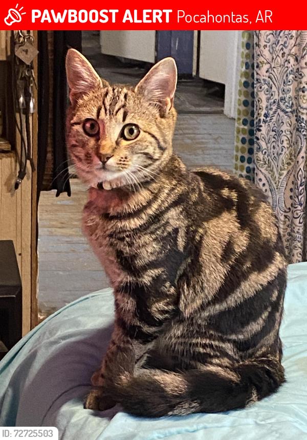 Lost Male Cat last seen Ran into the woods begin Sullivan Circle off Pace Rd, Pocahontas, AR 72455