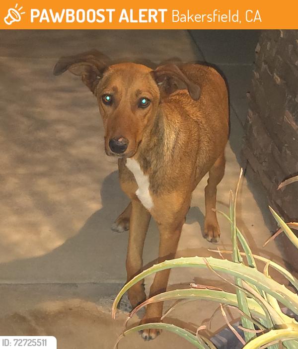 Found/Stray Female Dog last seen Alum and Celine Ct Bakersfield CA, Bakersfield, CA 93309