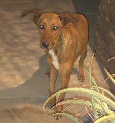 Found/Stray Female Dog last seen Alum and Celine Ct Bakersfield CA, Bakersfield, CA 93309