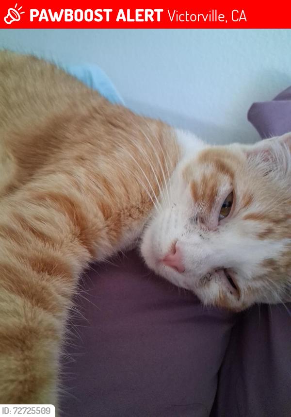 Lost Male Cat last seen GALE Dr., Victorville, CA 92394
