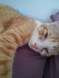 Lost Male Cat last seen GALE Dr., Victorville, CA 92394