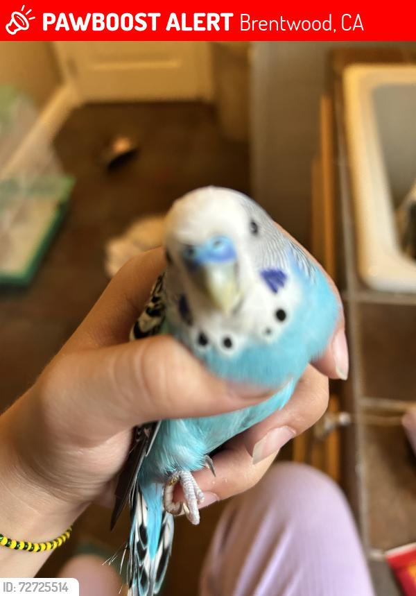 Lost Male Bird last seen Spanish Bay Dr & Rio Grande Ct, Brentwood, CA 94513