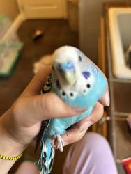 Lost Male Bird last seen Spanish Bay Dr & Rio Grande Ct, Brentwood, CA 94513