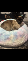 Lost Male Cat last seen Near Claude road , Cardiff, Wales CF24