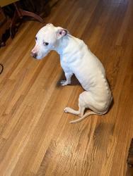 Found/Stray Unknown Dog last seen Lee Avenue & High Street Alpha NJ 08865, Alpha, NJ 08865