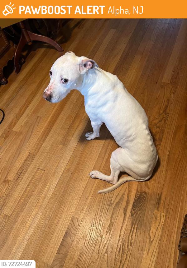 Found/Stray Unknown Dog last seen Lee Avenue & High Street Alpha NJ 08865, Alpha, NJ 08865