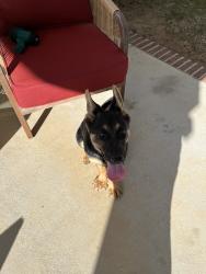 Found/Stray Unknown Dog last seen SC 187, Anderson, SC 29626