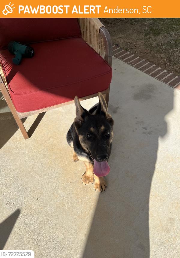Found/Stray Unknown Dog last seen SC 187, Anderson, SC 29626