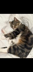 Lost Male Cat last seen İndian Creek and Gilmer in Hawthorn Woods , Hawthorn Woods, IL 60060