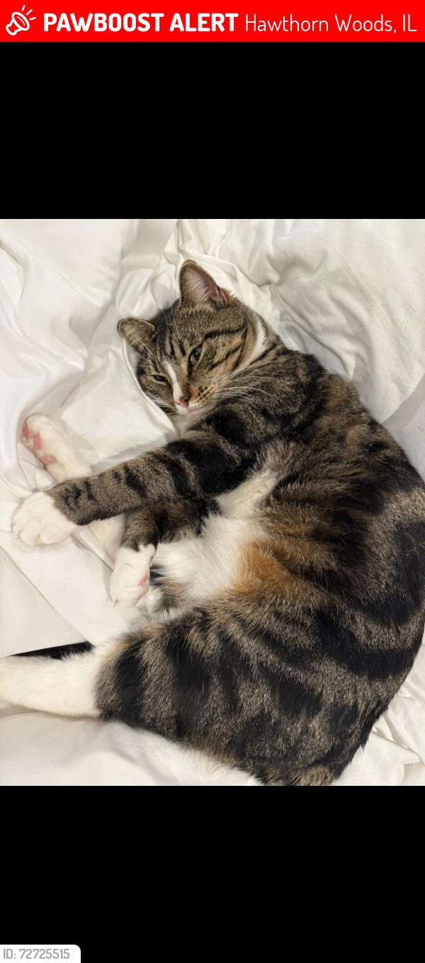 Lost Male Cat last seen İndian Creek and Gilmer in Hawthorn Woods , Hawthorn Woods, IL 60060