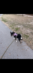 Lost Female Dog last seen Louett, stubner airline, Spring, TX 77379