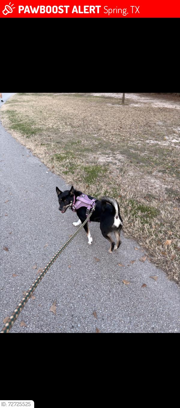 Lost Female Dog last seen Louett, stubner airline, Spring, TX 77379