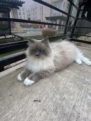 Lost Female Cat last seen County Rd 201, Somerville, TX 77879