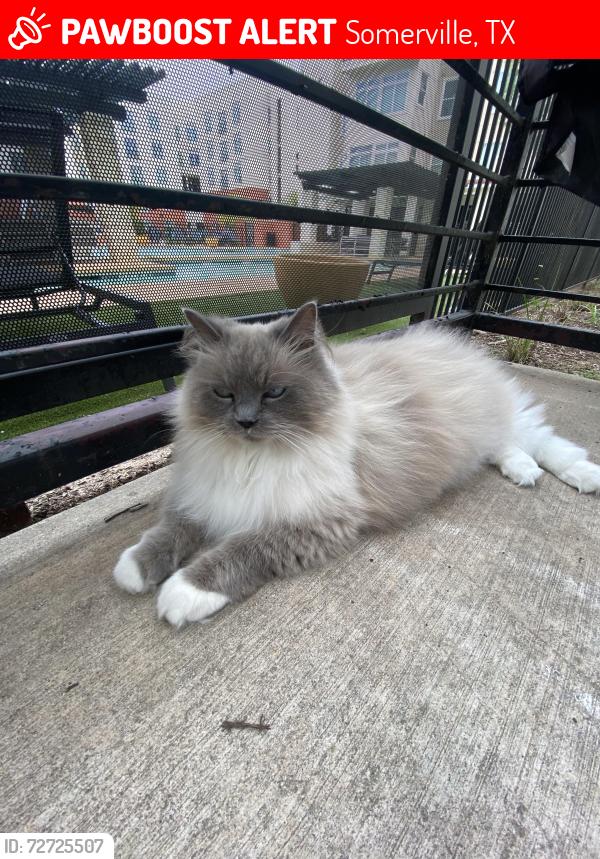 Lost Female Cat last seen County Rd 201, Somerville, TX 77879