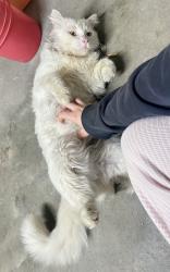 Found/Stray Unknown Cat last seen North Side of Kleiner Park , Meridian, ID 83646