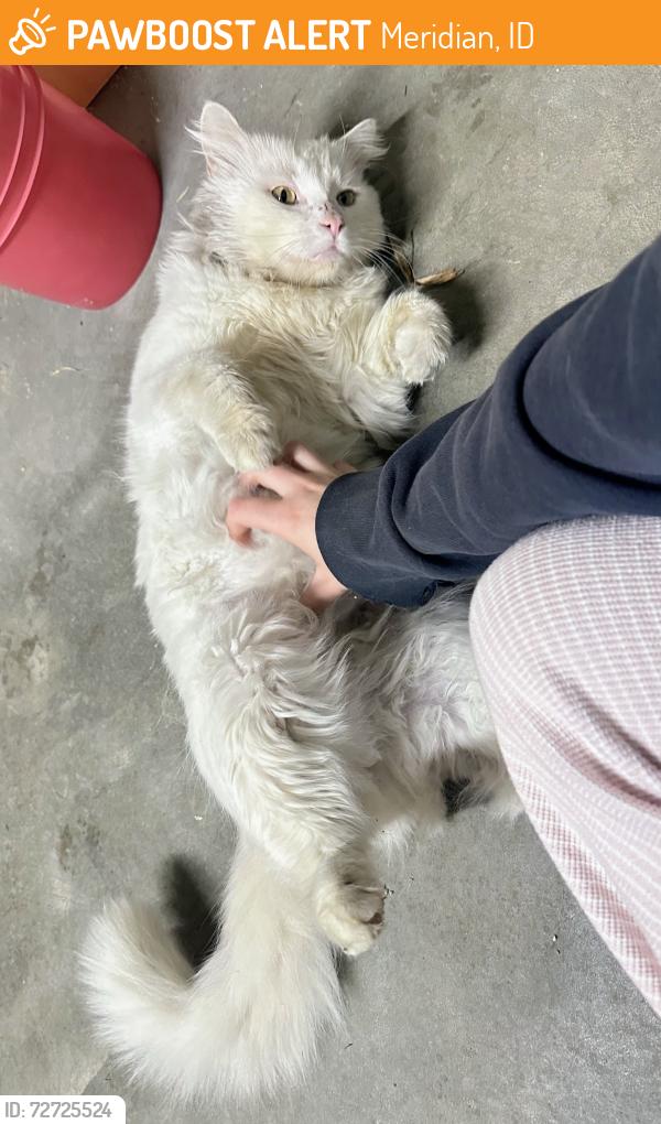 Found/Stray Unknown Cat last seen North Side of Kleiner Park , Meridian, ID 83646