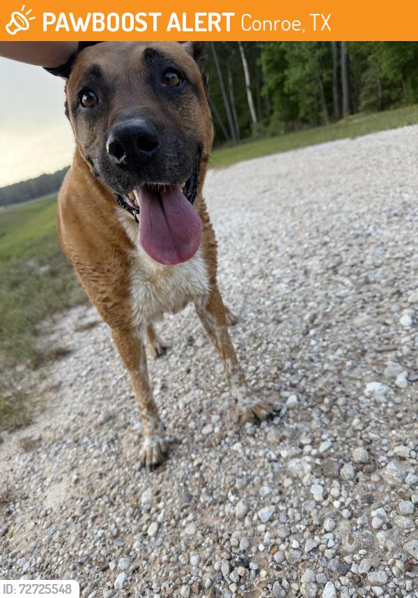 Found/Stray Female Dog last seen Near and Artavia parkway, Conroe, TX 77302