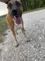 Found/Stray Female Dog last seen Near and Artavia parkway, Conroe, TX 77302