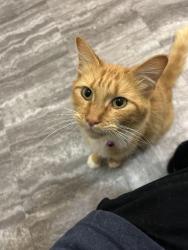 Found/Stray Female Cat last seen Ballance road, Fremont, NC 27830