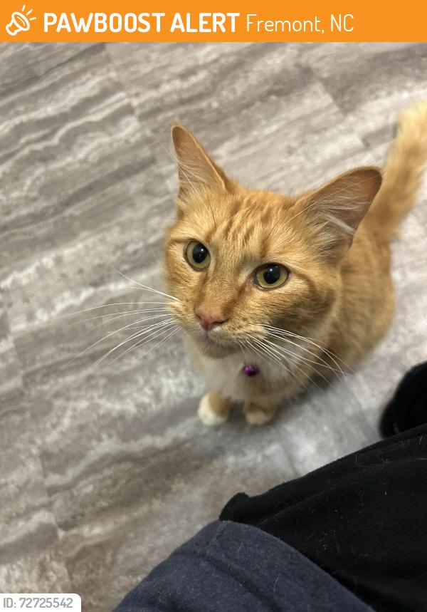Found/Stray Female Cat last seen Ballance road, Fremont, NC 27830