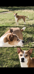 Lost Female Dog last seen Grandriver, Detroit, MI 48227
