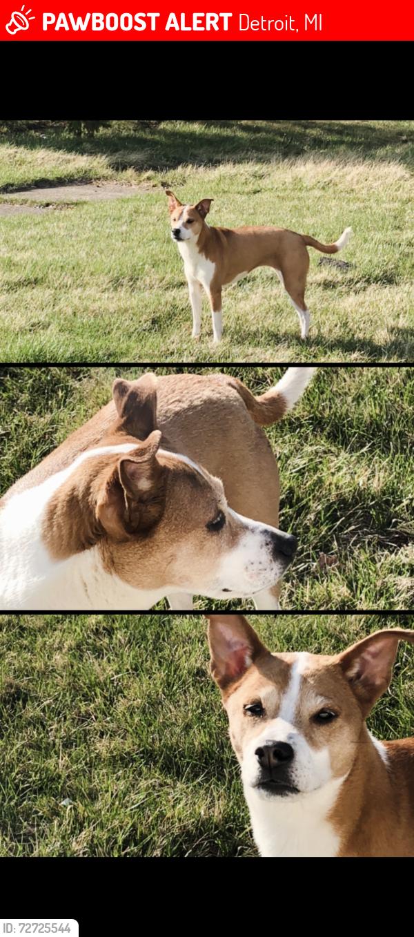 Lost Female Dog last seen Grandriver, Detroit, MI 48227