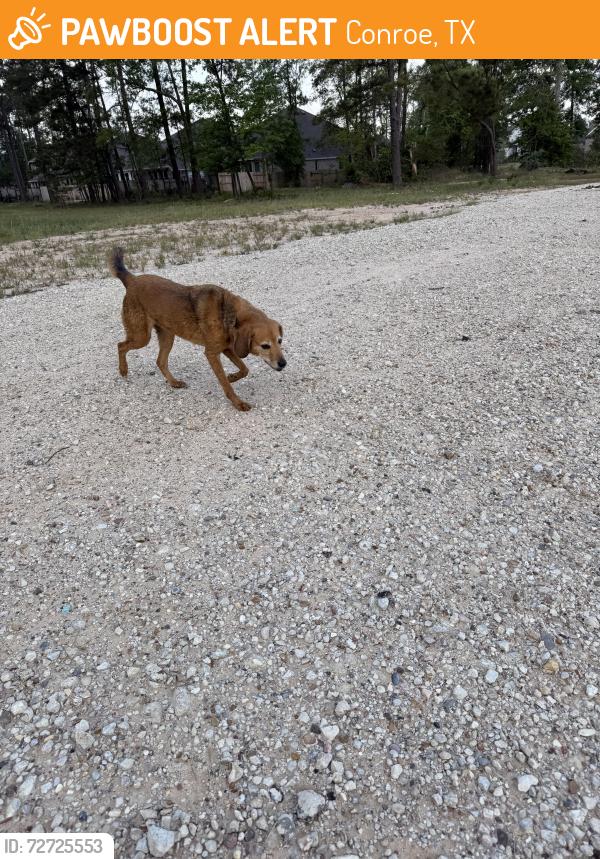 Found/Stray Female Dog last seen Artavia parkway 1314, Conroe, TX 77302