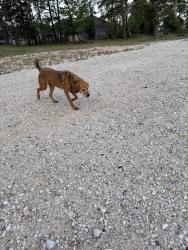 Found/Stray Female Dog last seen Artavia parkway 1314, Conroe, TX 77302