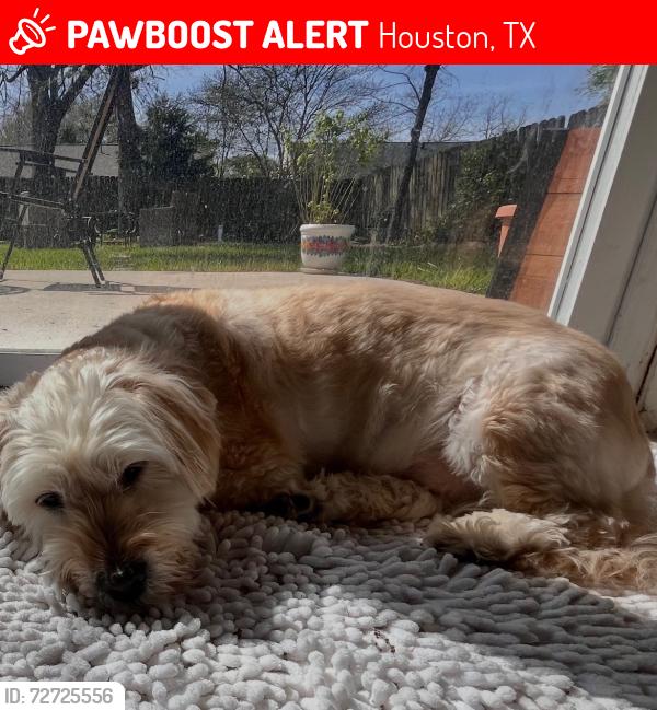 Lost Male Dog last seen Sharpview and Boone, Houston, TX 77072