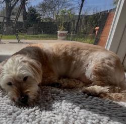 Lost Male Dog last seen Sharpview and Boone, Houston, TX 77072