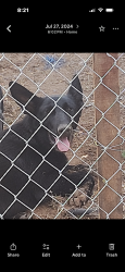 Lost Male Dog last seen Carolina, El Paso, TX 79905