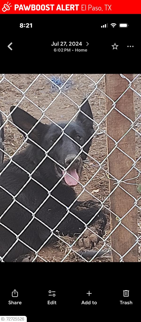Lost Male Dog last seen Carolina, El Paso, TX 79905