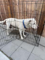 Found/Stray Male Dog last seen Near Palm Drive , Desert Hot Springs, CA 92240
