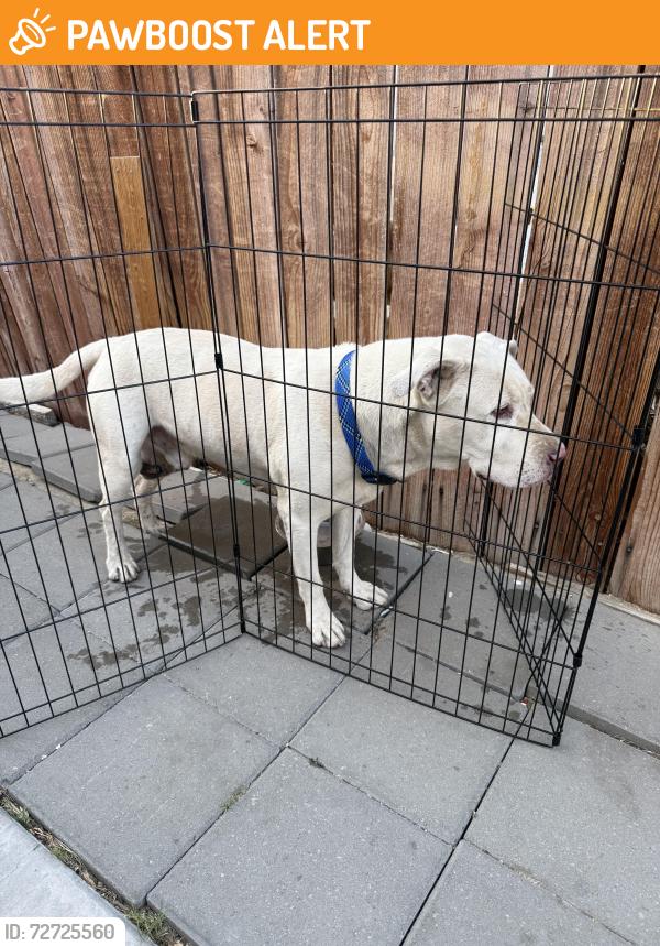 Found/Stray Male Dog last seen Near Palm Drive , Desert Hot Springs, CA 92240