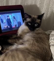 Lost Male Cat last seen 31st and Powell , Gresham, OR 97030