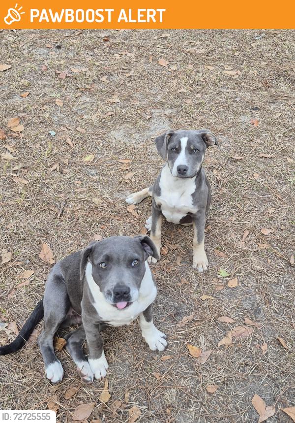 Found/Stray Female Dog last seen Lighthouse , Orangeburg County, SC 29048