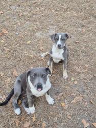 Found/Stray Female Dog last seen Lighthouse , Orangeburg County, SC 29048