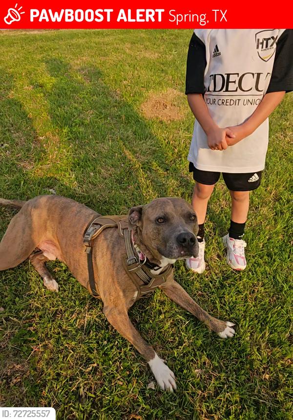 Lost Male Dog last seen Panther creek Dr, Spring, TX 77381