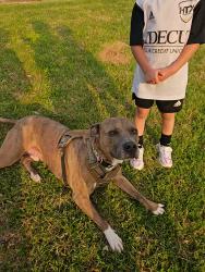 Lost Male Dog last seen Panther creek Dr, Spring, TX 77381