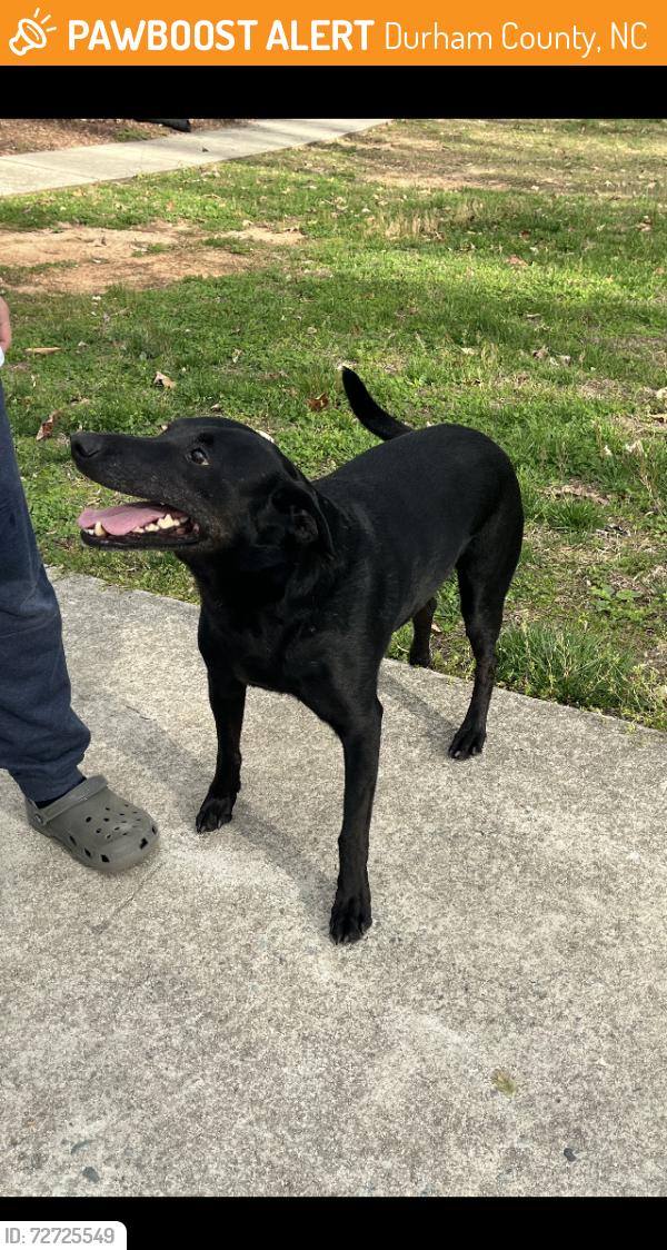 Found/Stray Male Dog last seen South Lowell/Lowell Valley (Bahama), Durham County, NC 27503