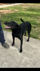 Found/Stray Male Dog last seen South Lowell/Lowell Valley (Bahama), Durham County, NC 27503