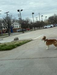Found/Stray Unknown Dog last seen Near Obrien’s Pub, he’s hanging around parking lots, Wichita, KS 67218