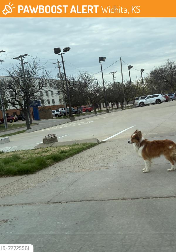 Found/Stray Unknown Dog last seen Near Obrien’s Pub, he’s hanging around parking lots, Wichita, KS 67218