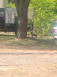 Found/Stray Unknown Dog last seen Roaming around the circle at the end of summer hill road, Fayetteville, NC 28303