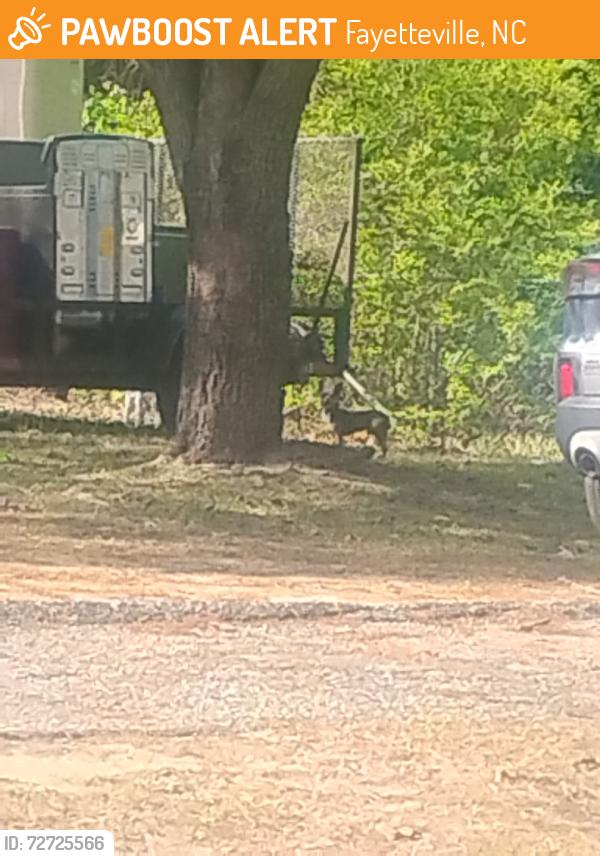 Found/Stray Unknown Dog last seen Roaming around the circle at the end of summer hill road, Fayetteville, NC 28303
