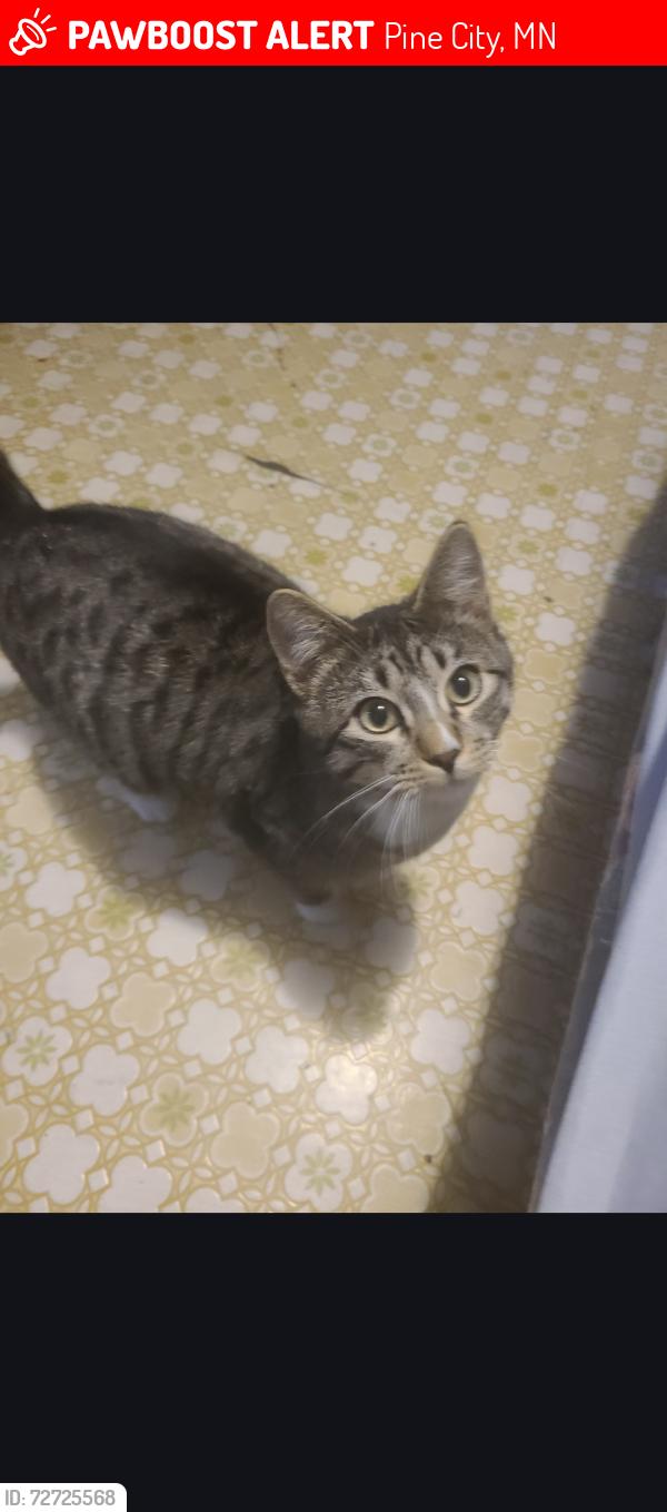 Lost Male Cat last seen Pine city Trailer Park, Pine City, MN 55063
